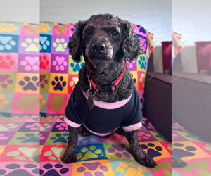 Poodle (Miniature) Dogs for adoption in Pacolet, SC, USA