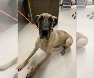 Great Dane Dogs for adoption in Fairbanks, AK, USA