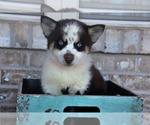 Small Photo #2 Pomsky Puppy For Sale in ADOLPHUS, KY, USA