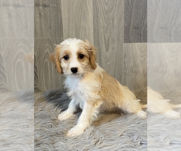 Medium Photo #1 Cavachon Puppy For Sale in CANOGA, NY, USA