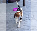 Small #5 Beagle
