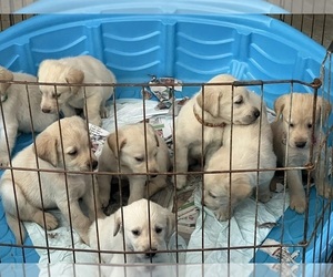 Golden Labrador Litter for sale in PONCHATOULA, LA, USA