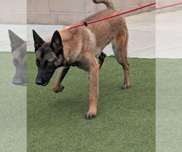 Medium Photo #2 Mutt Puppy For Sale in Salinas, CA, USA