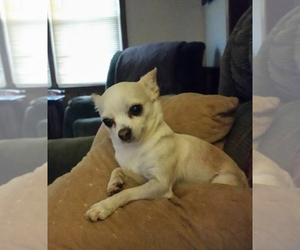 Father of the Chihuahua puppies born on 02/28/2025