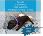 Puppy Purple collar Daniff-English Mastweiler Mix