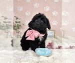 Small #4 Bernedoodle (Miniature)