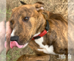 Small #1 Plott Hound Mix