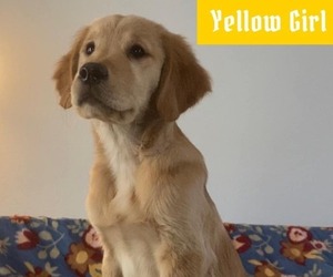 Golden Retriever Dog for Adoption in PORTAGE, Wisconsin USA