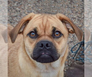 Pug-Unknown Mix Dogs for adoption in Huntley, IL, USA