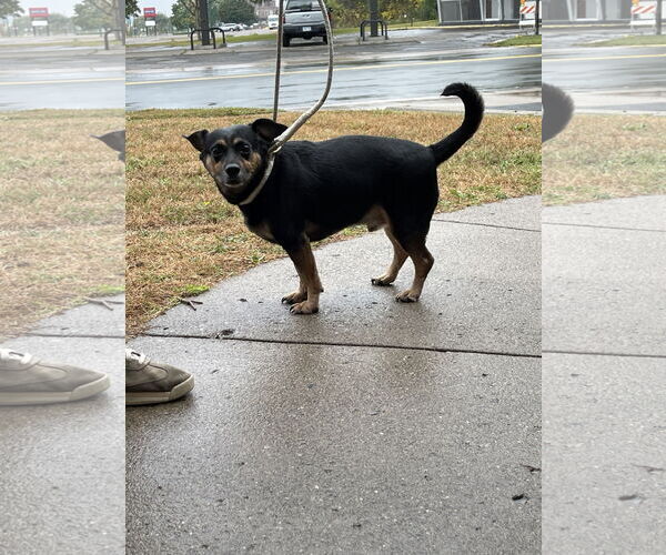 Medium Photo #9 Dachshund-Unknown Mix Puppy For Sale in Princeton, MN, USA