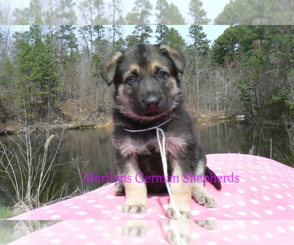 Medium Photo #5 German Shepherd Dog Puppy For Sale in PIEDMONT, MO, USA