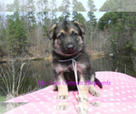 Small #4 German Shepherd Dog