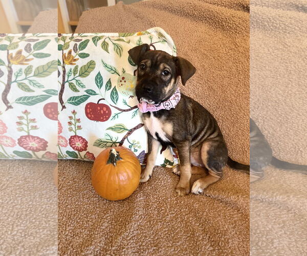 Medium Photo #4 Beagle-Unknown Mix Puppy For Sale in Rockaway, NJ, USA