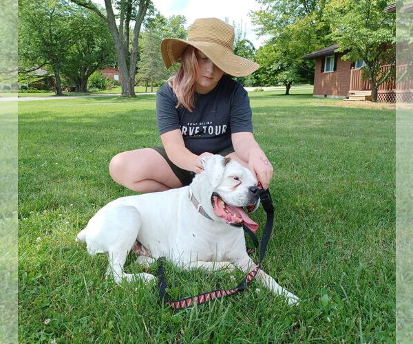 Medium Photo #4 American Pit Bull Terrier-Unknown Mix Puppy For Sale in Germantown, OH, USA