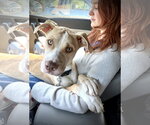 Small #3 Great Dane Mix