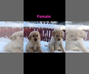 Bordoodle-Poodle (Standard) Mix Puppy for sale in MONTICELLO, UT, USA