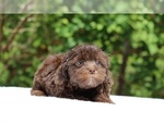 Small #14 ShihPoo