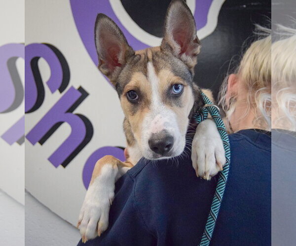 Medium Photo #5 Gerberian Shepsky Puppy For Sale in Huntley, IL, USA