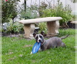 Small #9 Mutt