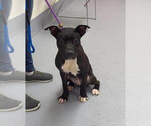 American Pit Bull Terrier Dogs for adoption in Louisville, KY, USA