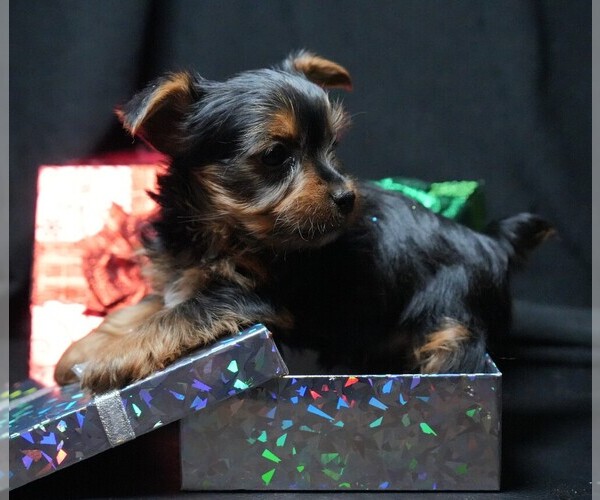 Medium Photo #5 Yorkshire Terrier Puppy For Sale in ROCK VALLEY, IA, USA