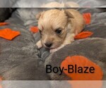 Small Photo #5 Morkie Puppy For Sale in VIRGINIA BEACH, VA, USA