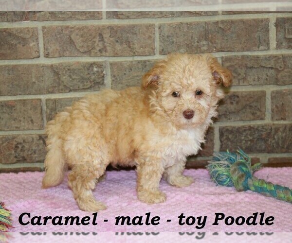 Medium Photo #2 Poodle (Toy) Puppy For Sale in CLARKRANGE, TN, USA