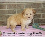 Small Photo #2 Poodle (Toy) Puppy For Sale in CLARKRANGE, TN, USA