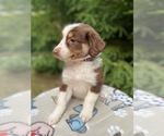 Puppy Puppy 5 Australian Shepherd