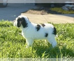 Small #5 Miniature Bernedoodle