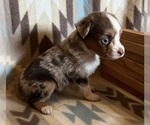 Small #3 Miniature Australian Shepherd