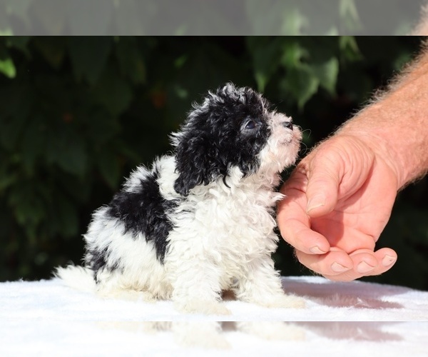 Medium Photo #3 Goldendoodle (Miniature) Puppy For Sale in DYERSBURG, TN, USA