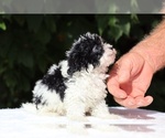 Small #2 Goldendoodle (Miniature)