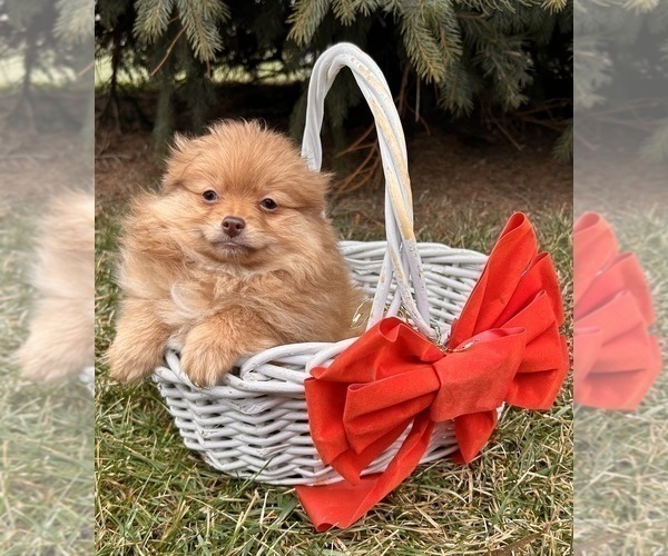 Medium Photo #2 Pomeranian Puppy For Sale in MIDDLEBURY, IN, USA