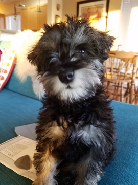 Medium Photo #1 Schnauzer (Miniature) Puppy For Sale in ANACORTES, WA, USA