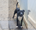 Small Labrador Retriever Mix