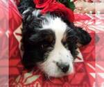 Small Photo #1 Miniature Bernedoodle Puppy For Sale in NEWAYGO, MI, USA