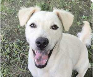 Mutt Dogs for adoption in San Ramon, CA, USA