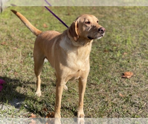 View Ad Labrador Retriever Puppy for Sale near Florida, LAKELAND, USA