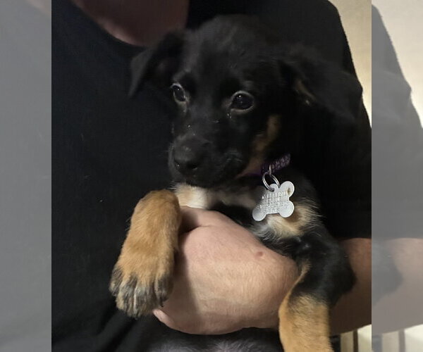 Medium Photo #2 Mutt Puppy For Sale in Holly Springs, NC, USA