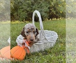 Small #4 Dachshund