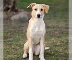Small #5 American Pit Bull Terrier Mix