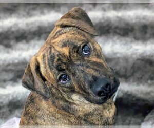 Mountain Cur-Unknown Mix Dogs for adoption in Anniston, AL, USA