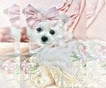 Small Maltese