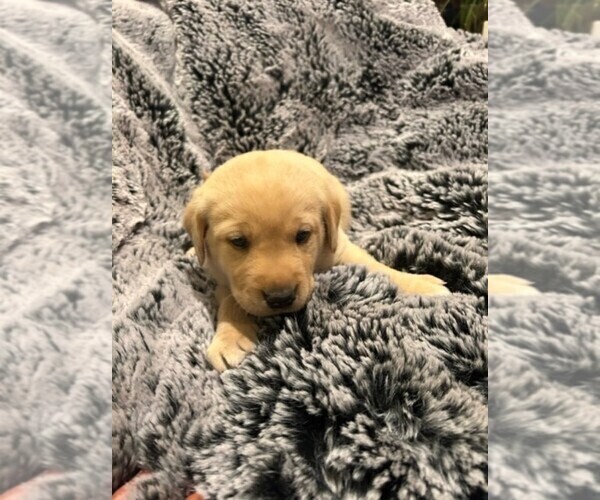 Medium Photo #1 Labrador Retriever Puppy For Sale in CHEHALIS, WA, USA