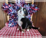 Small #4 Bernese Mountain Dog