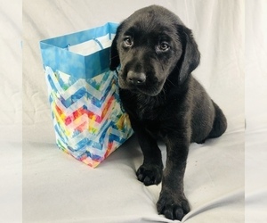 Labrador Retriever Puppy for sale in WILDWOOD, GA, USA