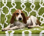 Small Photo #3 Coonhound Puppy For Sale in LANCASTER, PA, USA