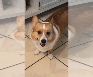 Father of the Pembroke Welsh Corgi puppies born on 06/10/2025