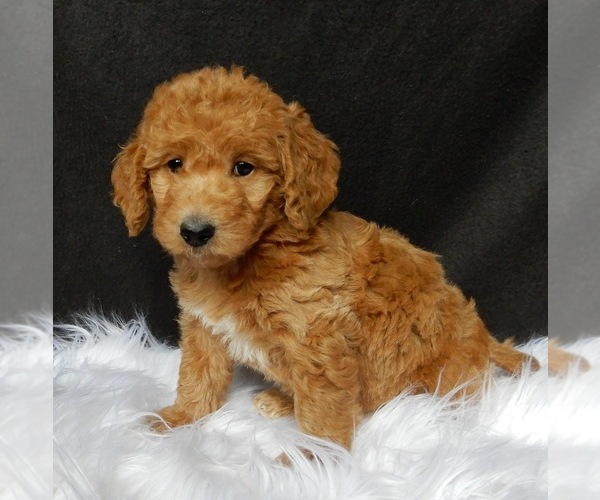 Medium Photo #4 Miniature Labradoodle Puppy For Sale in FREDERICKSBURG, OH, USA
